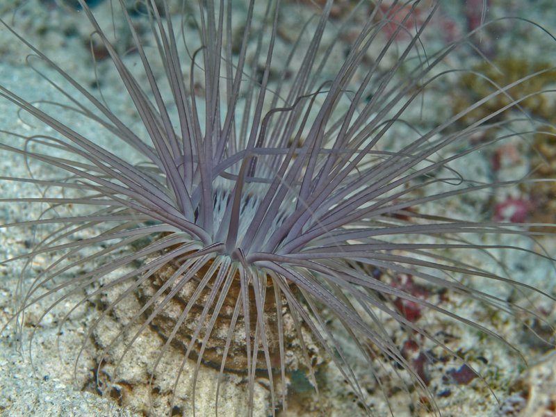 Polyp, House Reef
